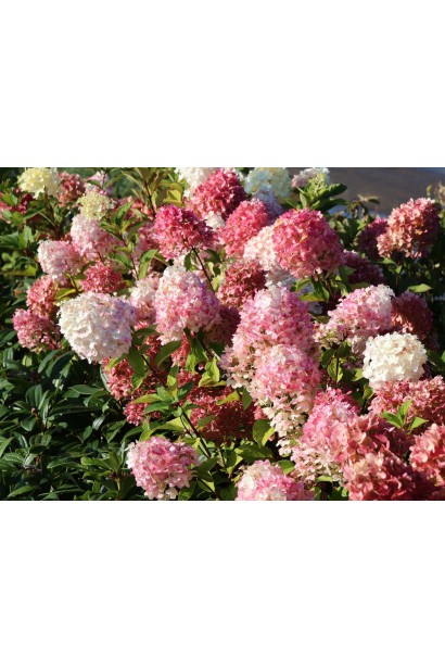 Гама кольорів суцвіть гортензії Графіті